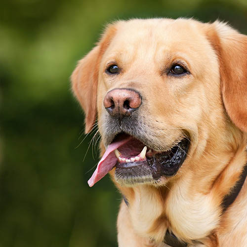  un chiot soin pharmacie Lacheré