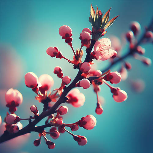 Gemmothérapie herboristerie Gravelines